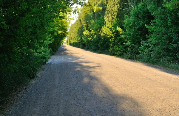 Road near trees — Stock Photo, Image