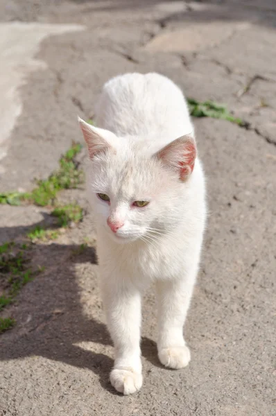 Fehér macska — Stock Fotó