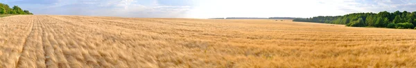 小麦のフィールドのパノラマ — ストック写真