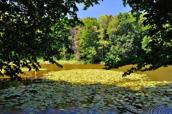 Waldsee — Stockfoto