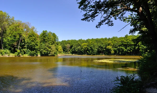 Lesní jezero — Stock fotografie