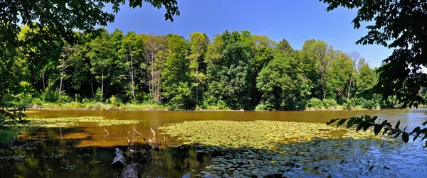 Lesní jezero panorama — Stock fotografie