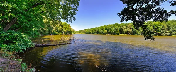 Foresta lago panorama Immagini Stock Royalty Free