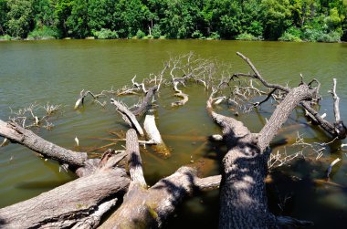 su ağaçların dalları