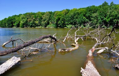 su ağaçların dalları