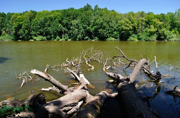 Äste von Bäumen im Wasser — Stockfoto