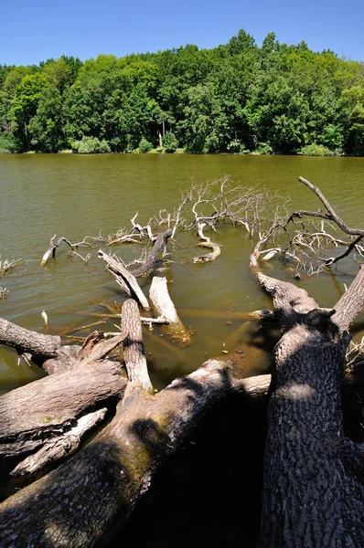 Äste von Bäumen im Wasser — Stockfoto