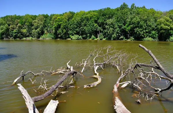 Äste von Bäumen im Wasser — Stockfoto