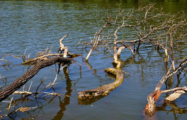 Větve stromů ve vodě — Stock fotografie