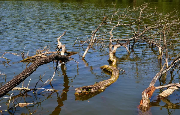 Ramos de árvores na água — Fotografia de Stock