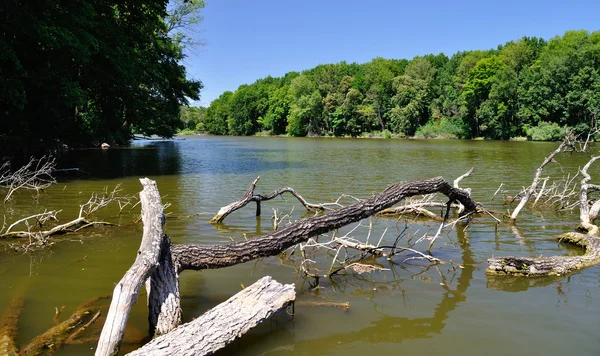 Äste von Bäumen im Wasser — Stockfoto