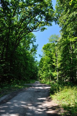 Forest Road
