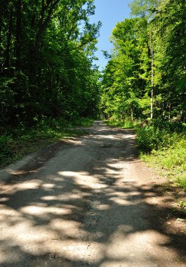 Forest Road