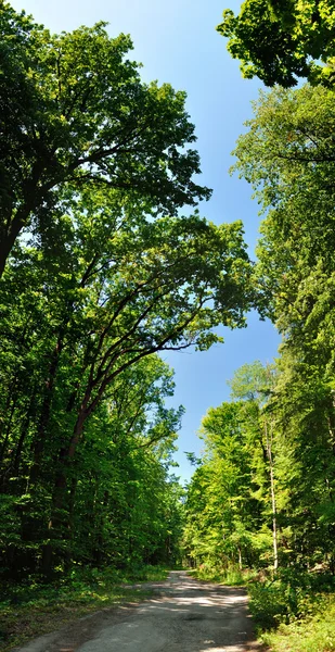 Straße im Wald — Stockfoto