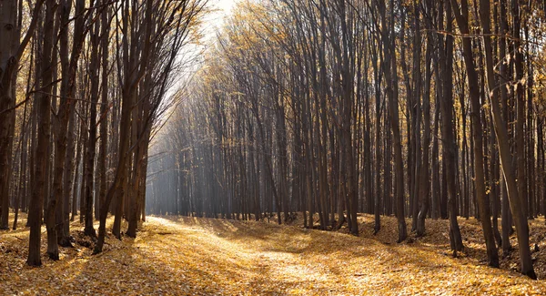 Herbstliches Waldpanorama — Stockfoto