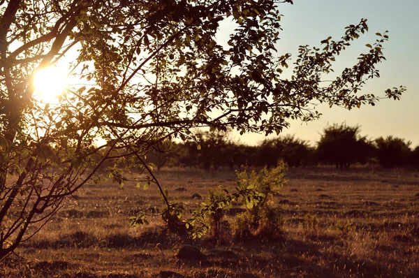 Солнечный свет сквозь ветви деревьев — стоковое фото