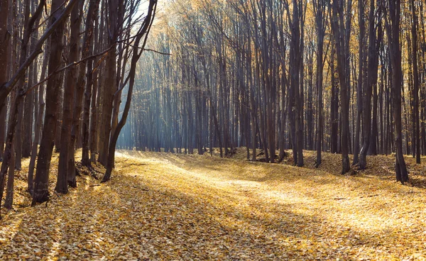 Autunno foresta panorama Immagine Stock