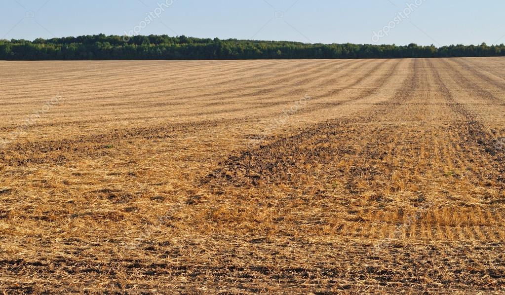 после урожая. засуха в сельском хозяйстве. засуха в башкирии 2021. поле сельское хозяйство. тыквенное поле осенью.