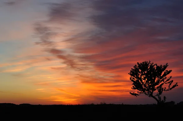Дерево на фоні насиченого неба на сході сонця — стокове фото