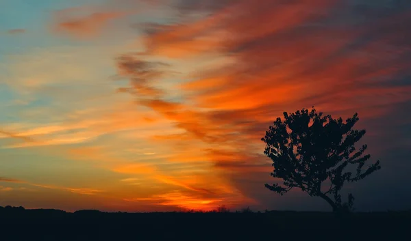 Árbol sobre un fondo de cielo saturado al amanecer — Foto de Stock