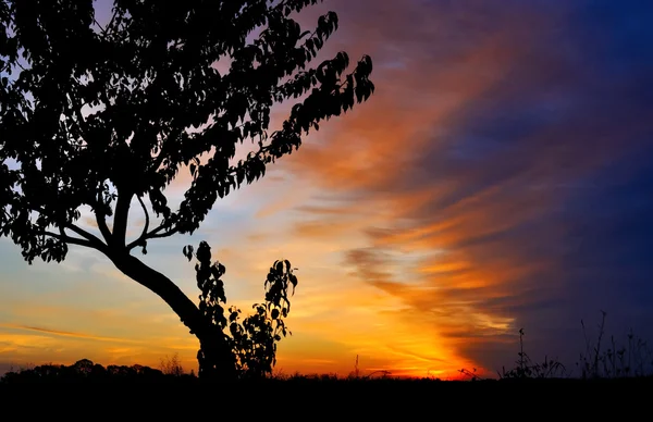 Árbol sobre un fondo de cielo saturado al amanecer — Foto de Stock