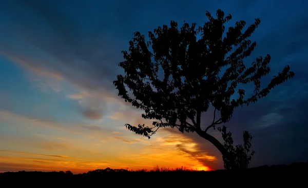 Дерево на фоне насыщенного неба на восходе солнца — стоковое фото