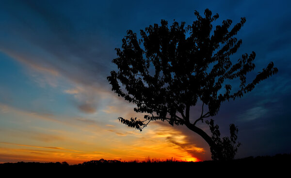 Tree on a background of saturated sky at sunrise