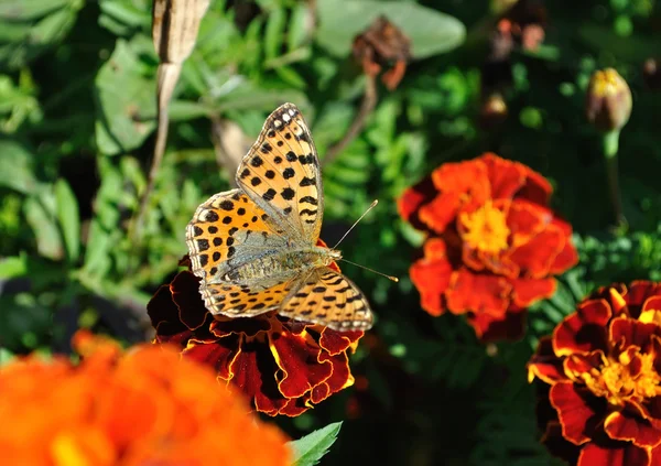 Schmetterling auf einer Blume — Stockfoto