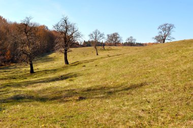 Ağaçlar Sonbahar alanındaki
