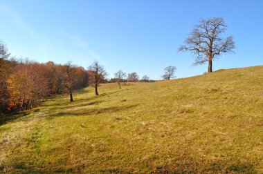 Ağaçlar Sonbahar alanındaki