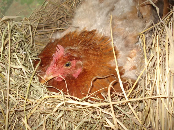 hen on the nest