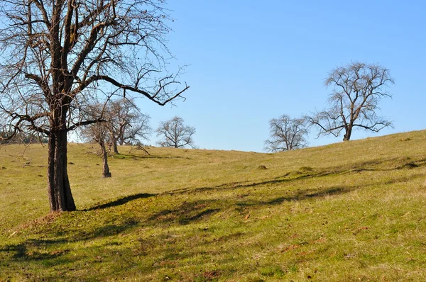 Tree in field with blue sky — Stock Photo, Image