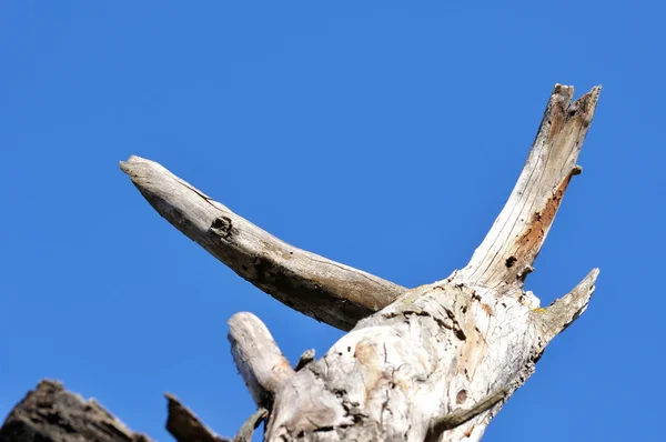 Galho de árvore nua em um fundo de céu azul — Fotografia de Stock