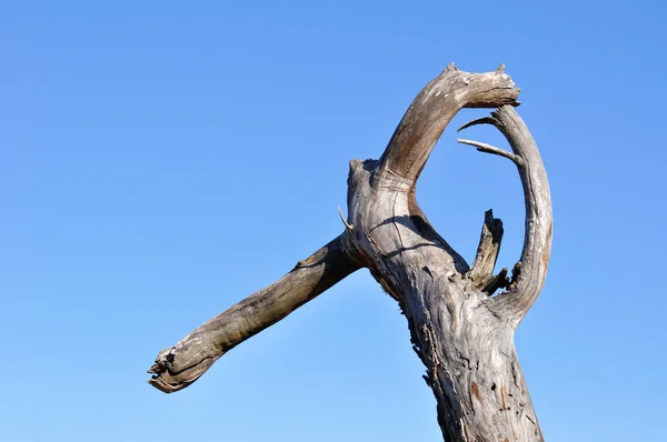 Rama de árbol desnudo sobre un fondo de cielo azul — Foto de Stock