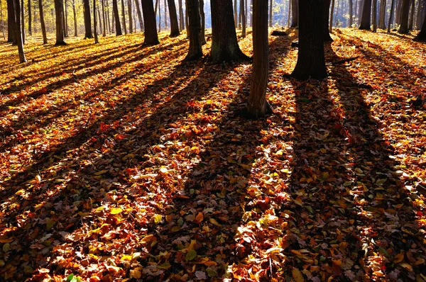 Ormanın panoramik ağaçlarının gölgesinde — Stok fotoğraf