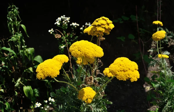 黄色开花的 yarrow — 图库照片