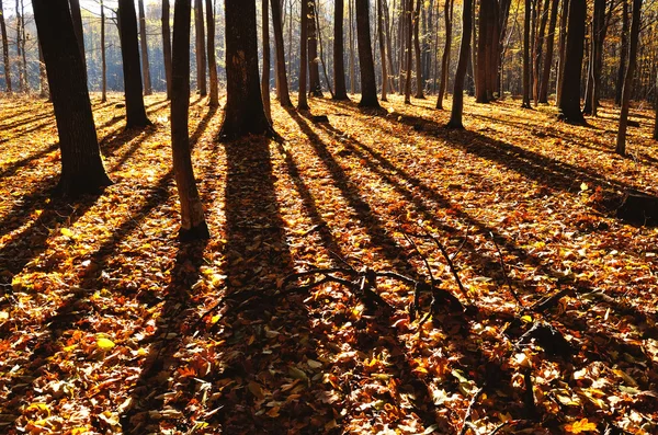 Тени деревьев в лесу панорамный — стоковое фото