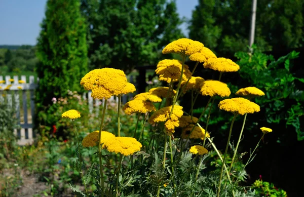 Gula blommande yarrow — Stockfoto