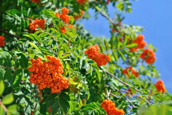 Bagas rowan contra o céu — Fotografia de Stock