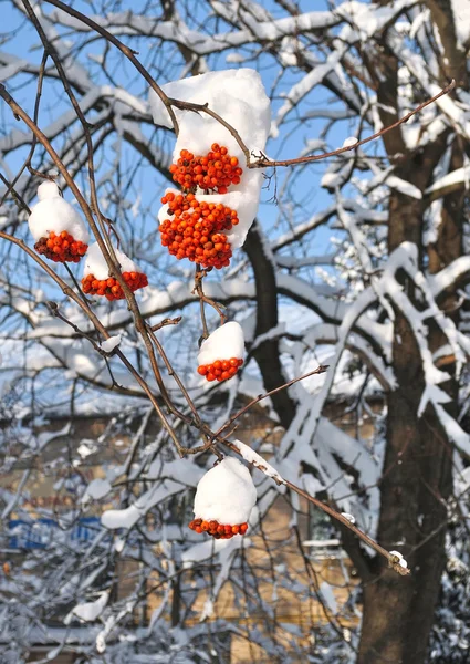 Frutos de cinza de montanha abaixo da neve — Fotografia de Stock