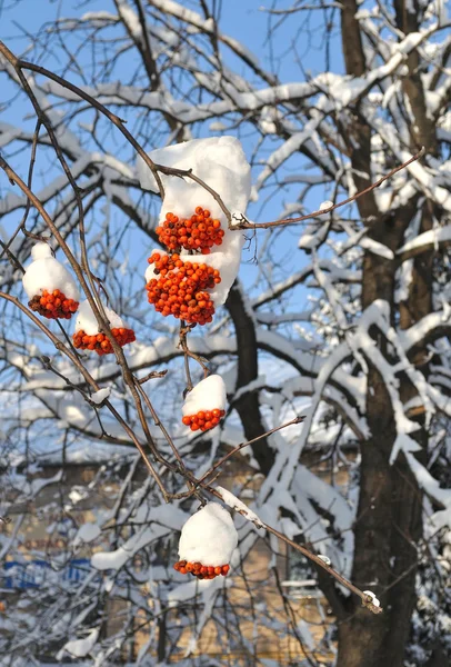 Frukterna av rönn under snö — Stockfoto