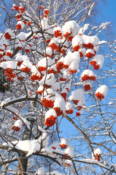 Frukterna av rönn under snö — Stockfoto