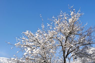Karla kaplı ağaç dalları