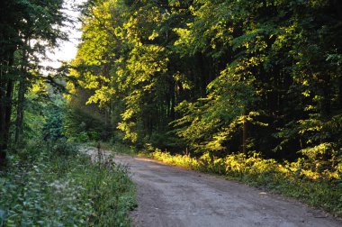 yeşil ağaçlar ile ormanda yol