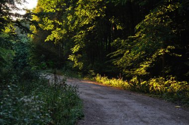 yeşil ağaçlar ile ormanda yol
