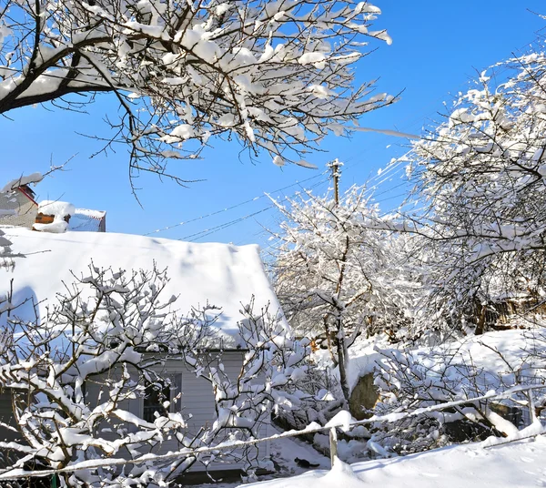Grenar av träd täckta med snö — Stockfoto
