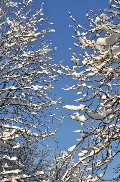 Ramas de árboles cubiertos de nieve —  Fotos de Stock