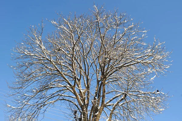 被雪覆盖的树枝 — 图库照片