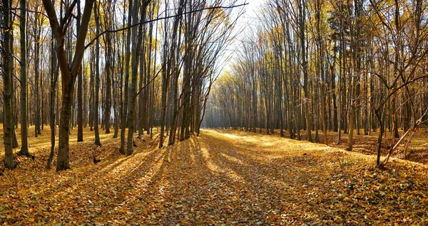 Sonbahar ormanında yol — Stok fotoğraf