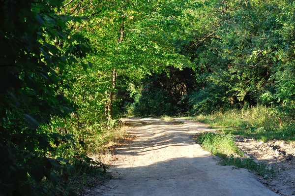 Road in the forest with green trees — Stock Photo, Image